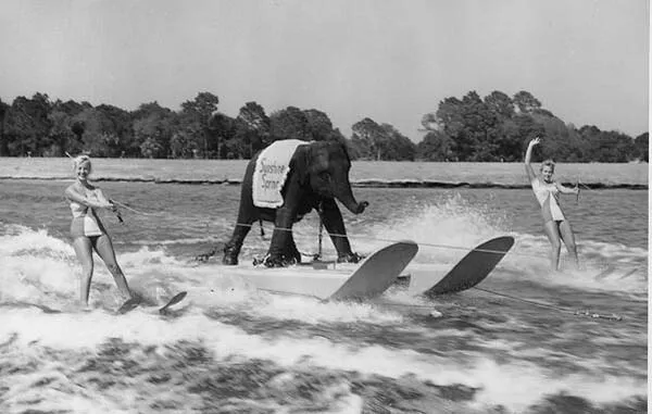 13. Queenie the skiing elephant 1950