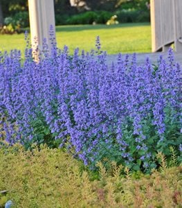 4. Catmint