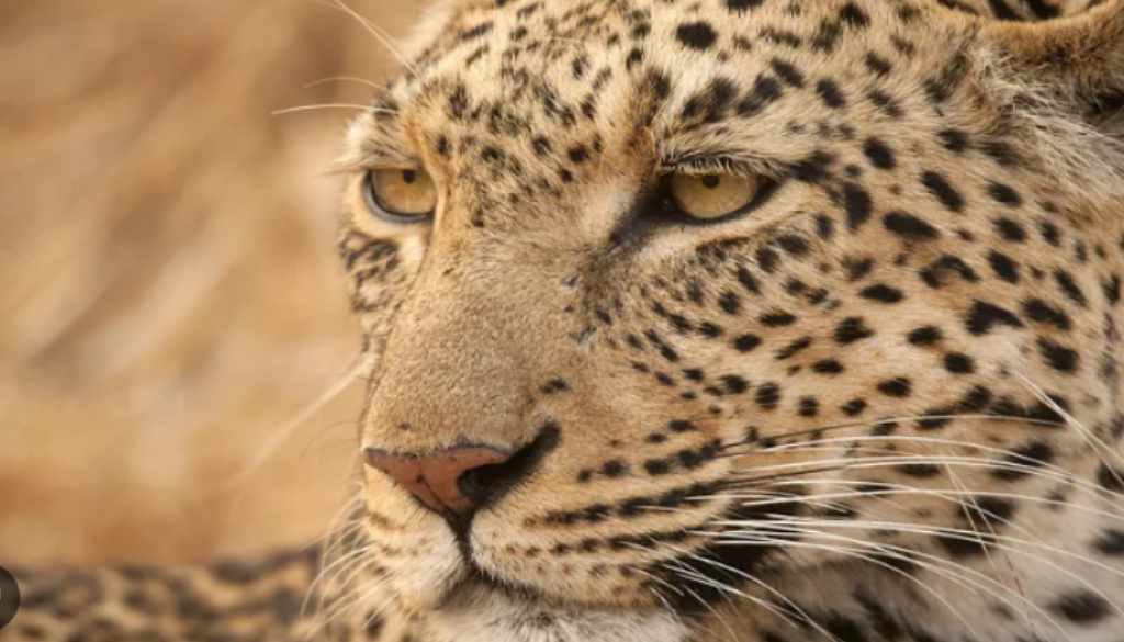 AI Based System to Monitor Leopard Sightings 1