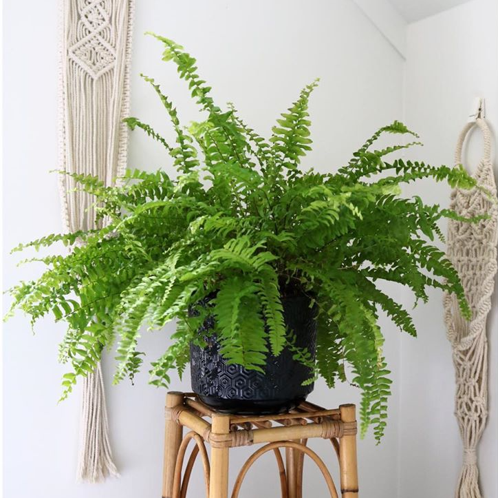 Boston Fern