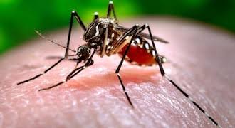 Dengue Cases In Pune