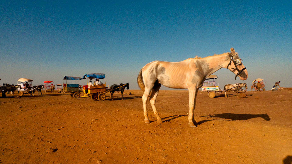 Horse Waste Linked to Surge in Waterborne Illnesses in Mahabaleshwar and Panchgani Research Findings