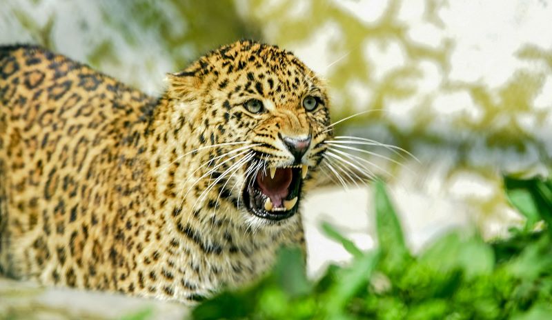 Leopard Attacks in Pune DistrictWoman Killed Elderly Farmer Injured in Separate Incidents