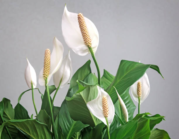 Peace Lily