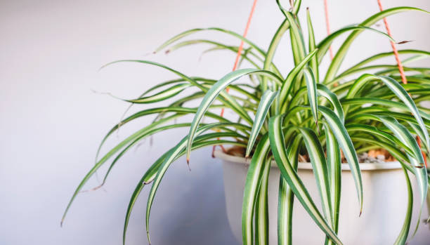 Spider Plant