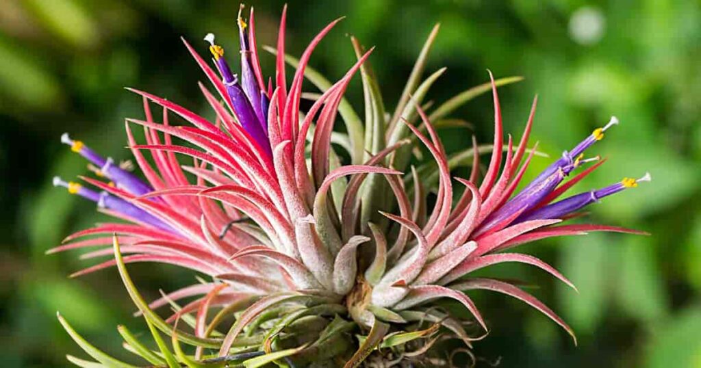 Tillandsia