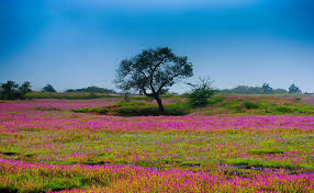 kaas plateau