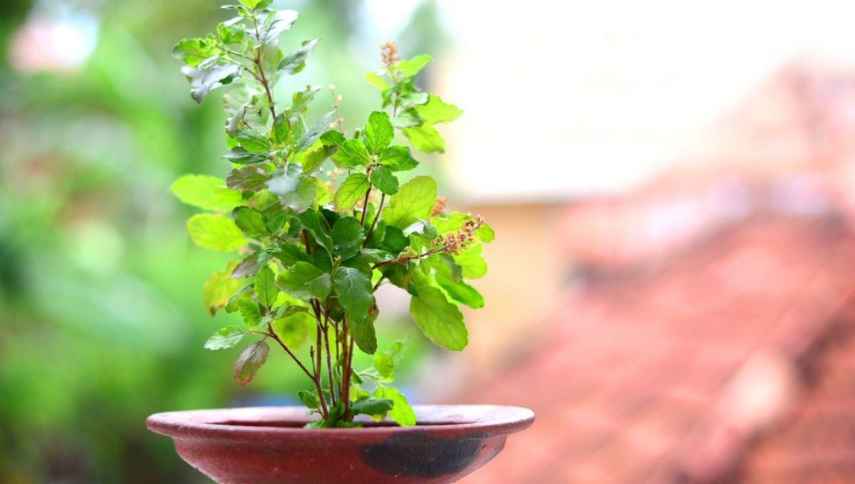 tulsi plant