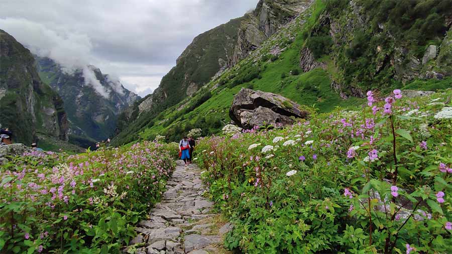 valley of flowers 1