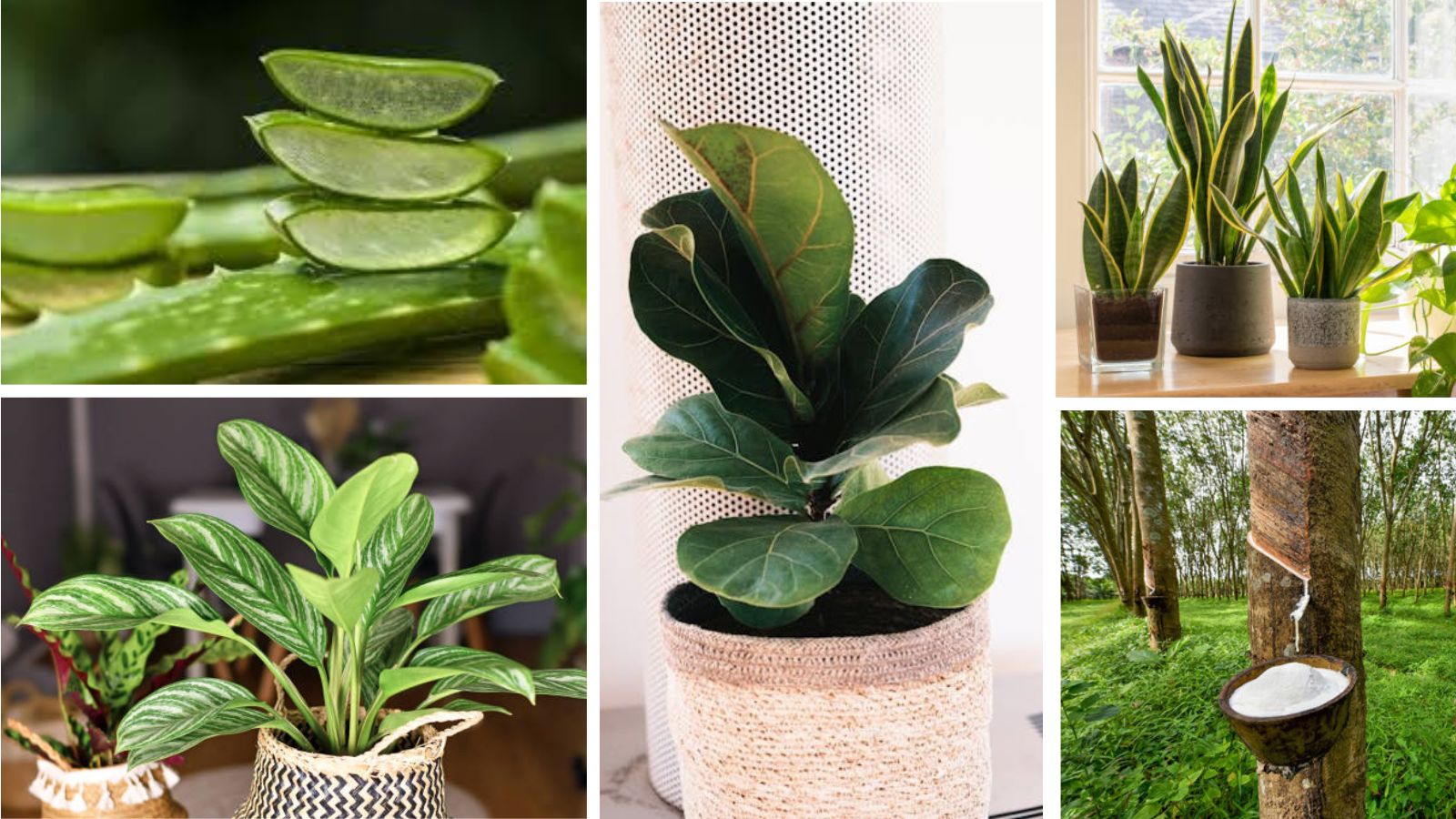 Everlasting Green 9 Plants That Can Last for Over 80 Years