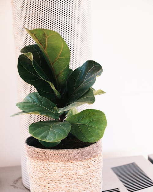 Fiddle Leaf Fig