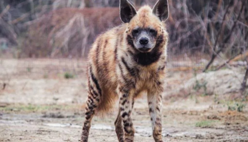 Hyena