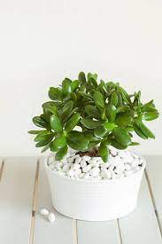 Jade Plant