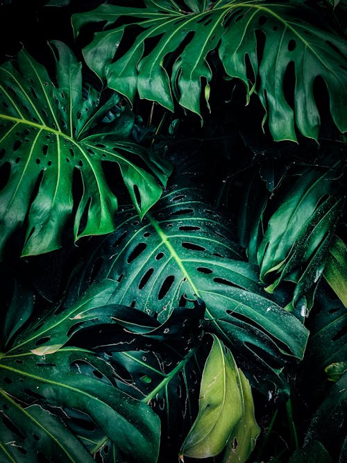 Monstera