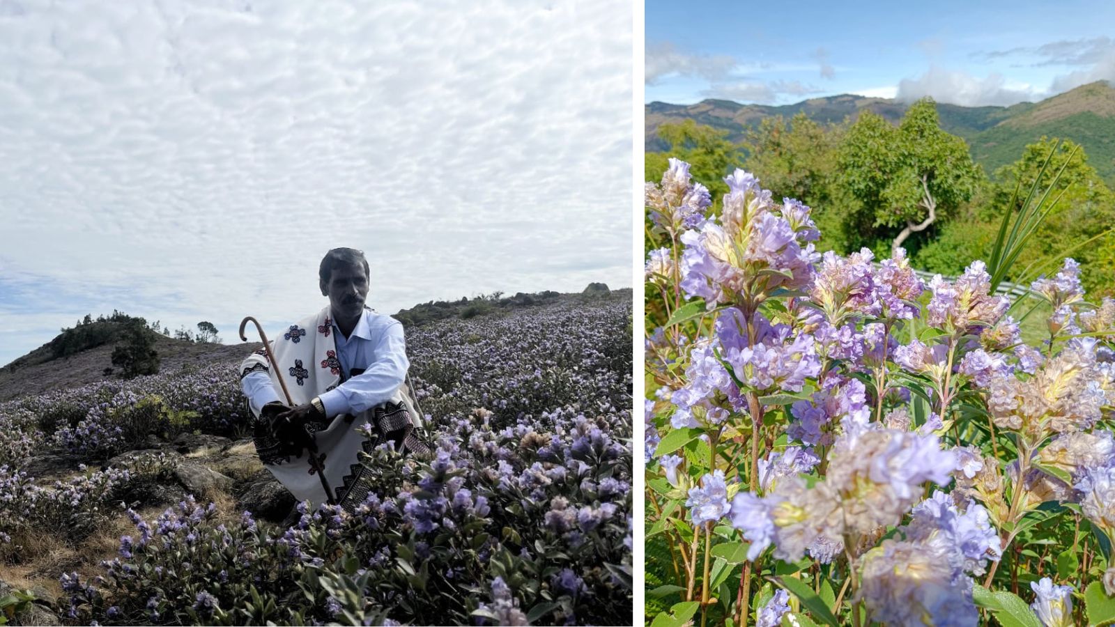 Neelakurinji flowers transform the Nilgiris into a blue paradise