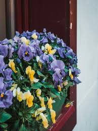 Pansies