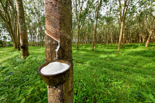 Rubber Plant