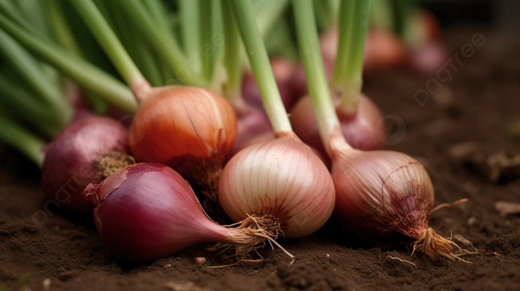 Shallots