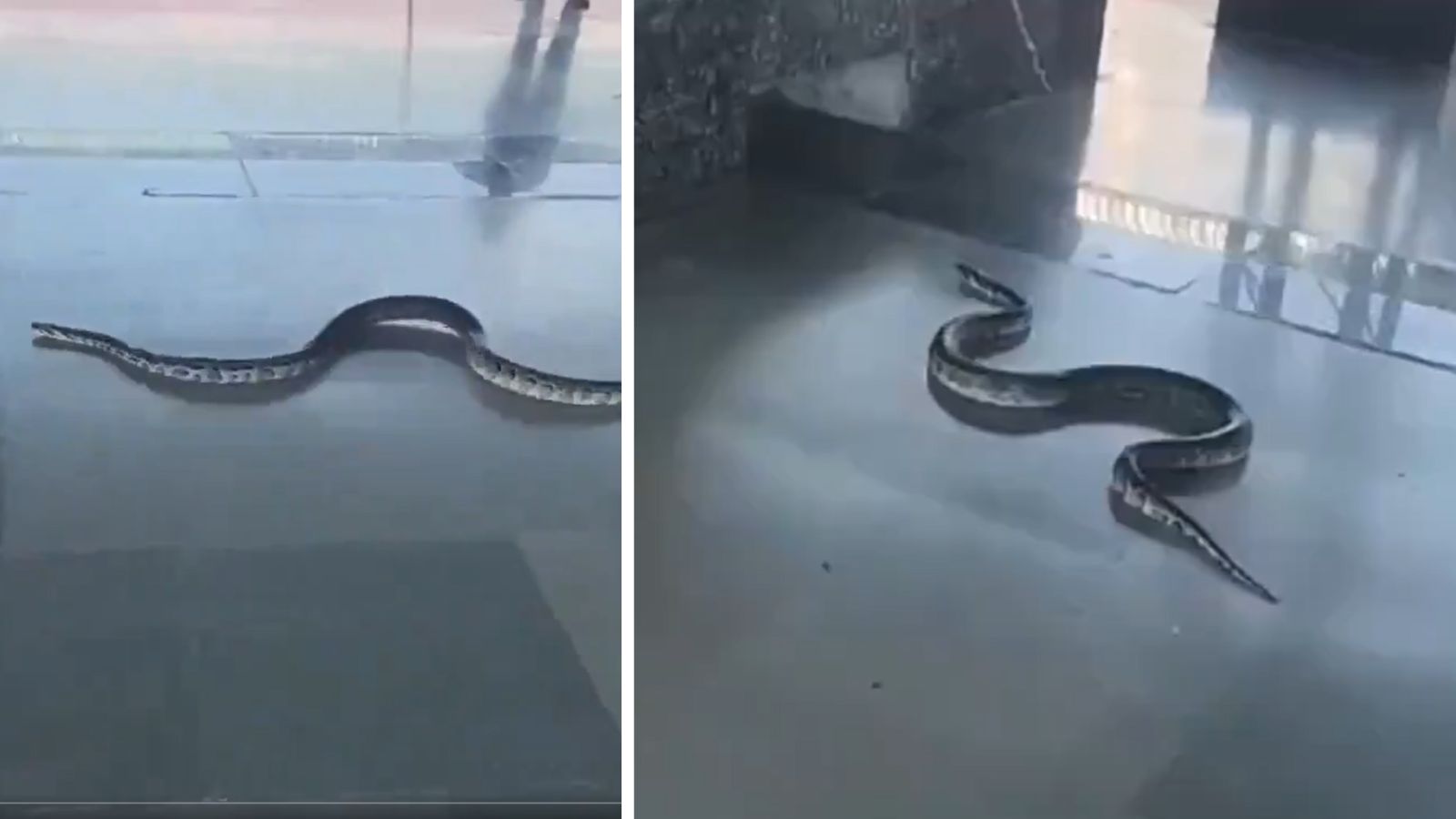 Six feet long snake seen slithering at Rishikesh railway station video goes viral