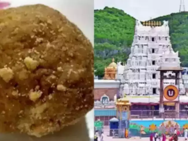 Tirupati Laddoo Controversy Has Minimal Impact On Sales 14 Lakh Laddoos Sold in 4 days.webp