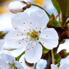 flowering cherry tree