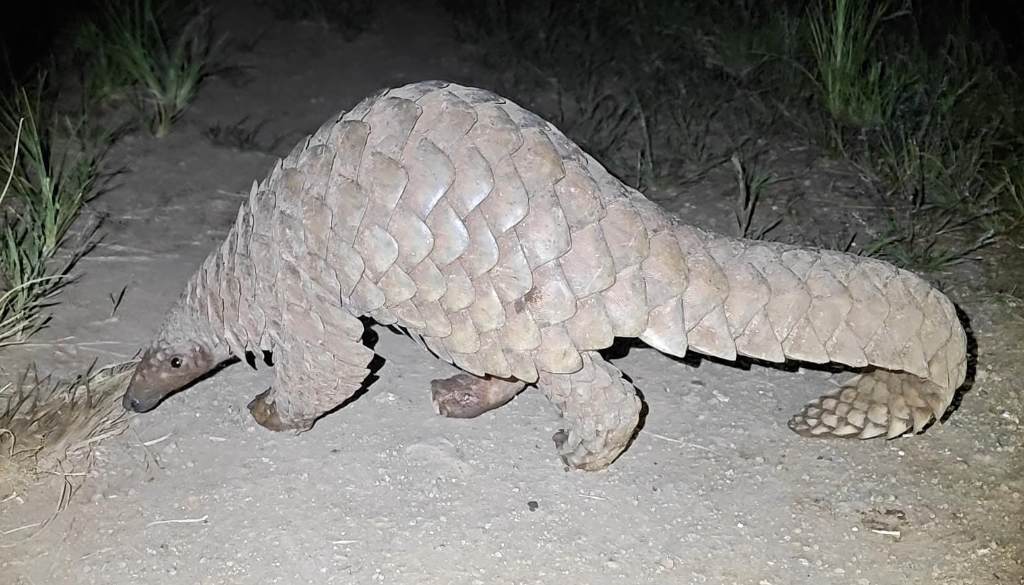 Indian Pangolin