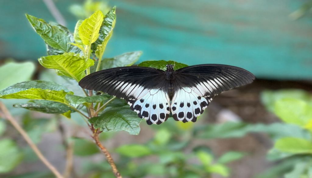 Rare Blue Mormon Butterfly